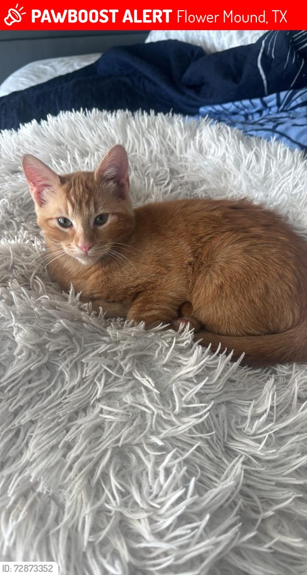 Lost Male Cat last seen Mark Twain Blvd, Flower Mound Rd, Flower Mound, TX 75022