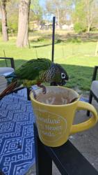 Lost Unknown Bird last seen Leavenworth Rd, Kansas City, KS 66104