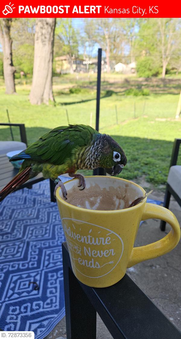Lost Unknown Bird last seen Leavenworth Rd, Kansas City, KS 66104