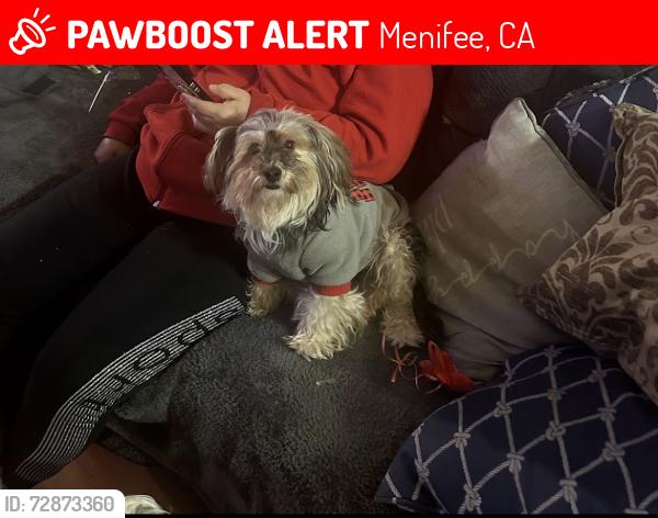 Lost Female Dog last seen Near Gloria Rd Menifee 92584, Menifee, CA 92584