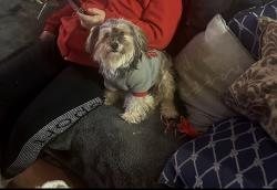 Lost Female Dog last seen Near Gloria Rd Menifee 92584, Menifee, CA 92584