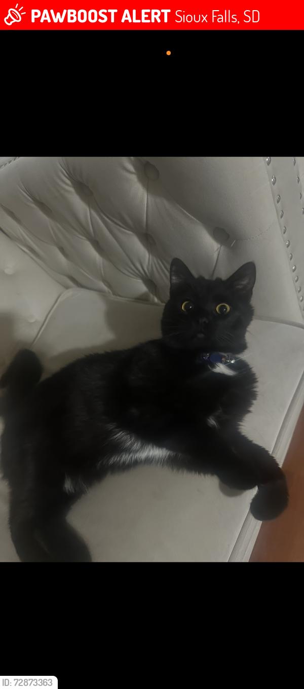 Lost Male Cat last seen Benson Rd and Marion , Sioux Falls, SD 57107