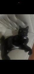 Lost Male Cat last seen Benson Rd and Marion , Sioux Falls, SD 57107