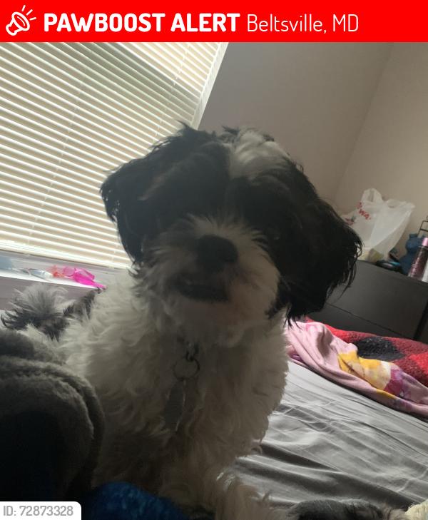 Lost Male Dog last seen Maryland farms, Beltsville, MD 20705