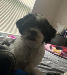Lost Male Dog last seen Maryland farms, Beltsville, MD 20705