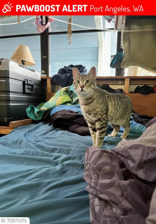 Lost Male Cat last seen 6th and Lst, Port Angeles, WA 98363