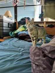 Lost Male Cat last seen 6th and Lst, Port Angeles, WA 98363