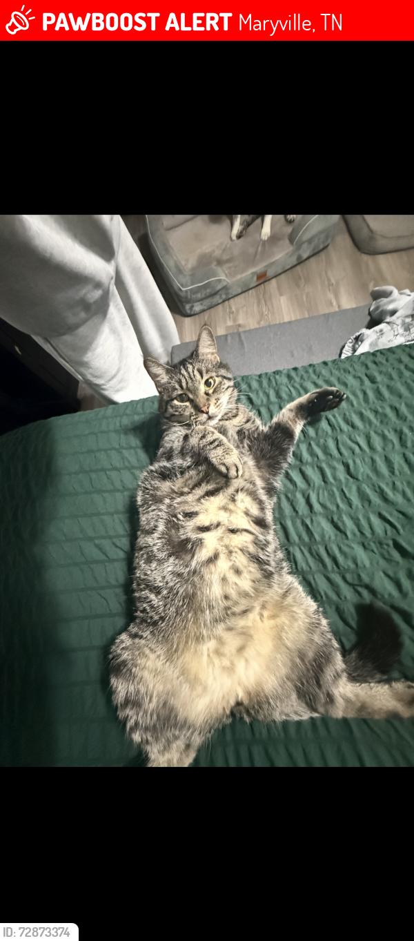 Lost Male Cat last seen best road , Maryville, TN 37803