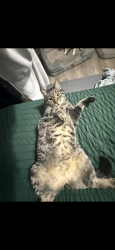 Lost Male Cat last seen best road , Maryville, TN 37803