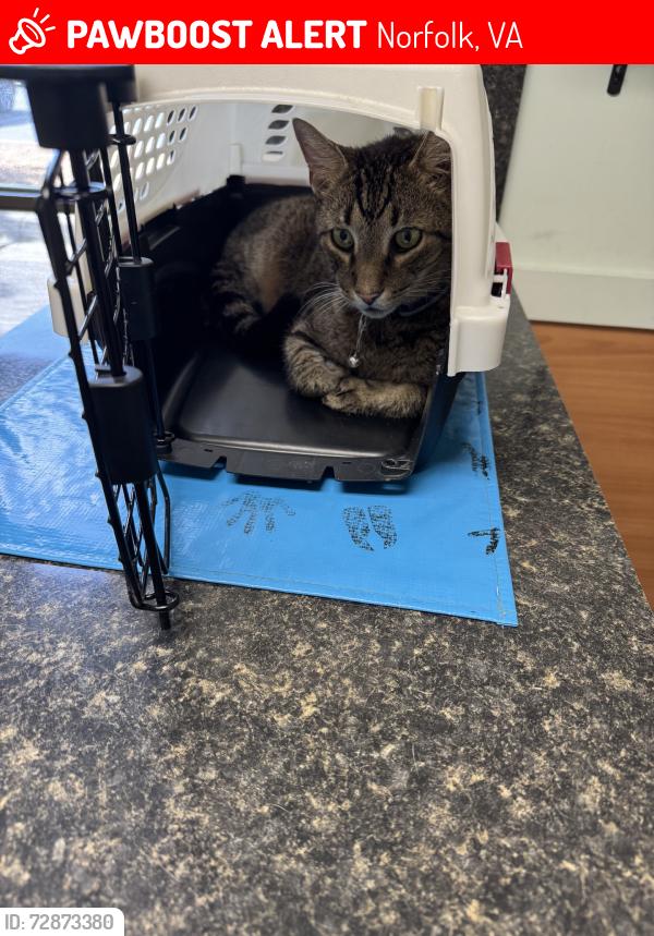 Lost Male Cat last seen Delaware Ave & Colonial Ave, Norfolk, VA 23508