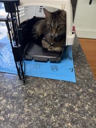 Lost Male Cat last seen Delaware Ave & Colonial Ave, Norfolk, VA 23508