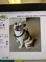Found/Stray Female Dog last seen Near Government Cir Jonesboro , Jonesboro, GA 30236