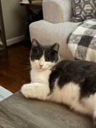 Lost Male Cat last seen Hunters Point , Portsmouth, VA 23703