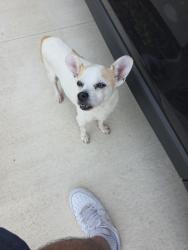 Found/Stray Male Dog last seen Townes at Windsong Cr54 Nathan Pearl St , Zephyrhills, FL 33541
