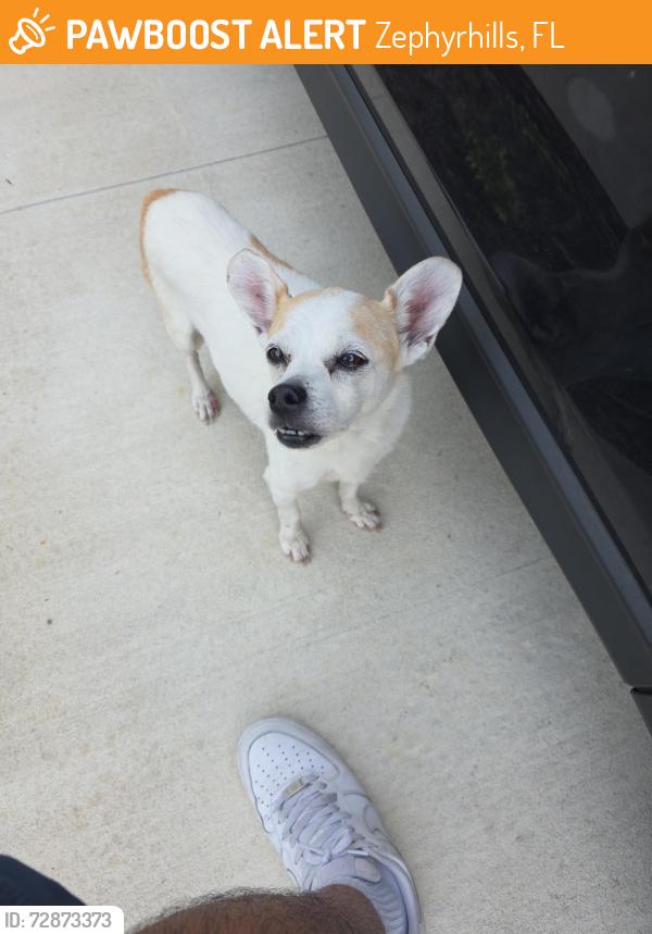 Found/Stray Male Dog last seen Townes at Windsong Cr54 Nathan Pearl St , Zephyrhills, FL 33541