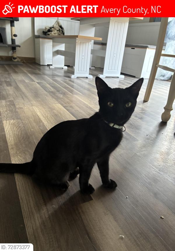 Lost Male Cat last seen NewLand nc , Avery County, NC 28657