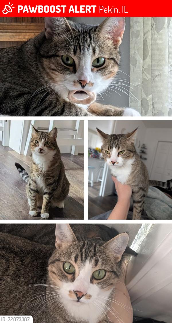 Lost Male Cat last seen 5th and 8th, Pekin, IL 61554