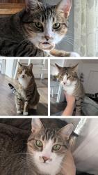Lost Male Cat last seen 5th and 8th, Pekin, IL 61554
