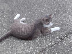 Found/Stray Unknown Cat last seen Parker Circle Park, Pensacola, FL 32504
