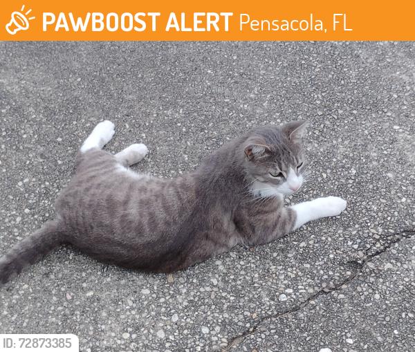 Found/Stray Unknown Cat last seen Parker Circle Park, Pensacola, FL 32504