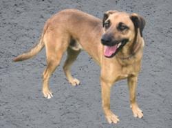 Shelter Stray Male Dog last seen , Los Angeles, CA 91405
