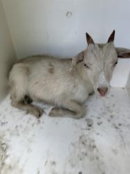 Shelter Stray Female Livestock last seen OAKWOOD AVE, Huntsville, AL 35805