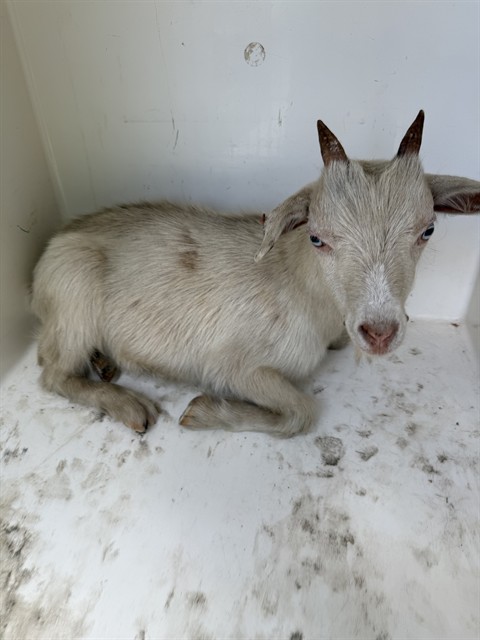 Shelter Stray Female Livestock last seen OAKWOOD AVE, Huntsville, AL 35805
