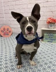 Shelter Stray Male Dog last seen Near BLOCK MUNICH ST, DETROIT MI 48224, Detroit, MI 48211