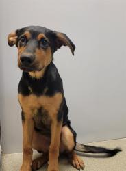 Shelter Stray Male Dog last seen Near BLOCK W 3500 S, WEST VALLEY CITY UT 84120, Salt Lake City, UT 84120