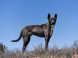 Shelter Stray Male Dog last seen Near BLOCK COWBOY LN ESPANOLA NM 87532, Santa Fe, NM 87507