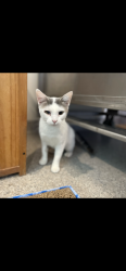 Lost Female Cat last seen Post office in grand junction , Grand Junction, MI 49056