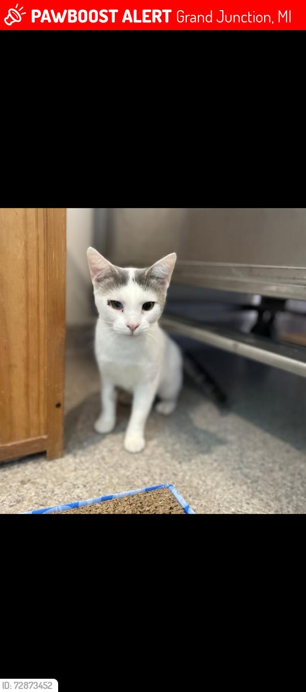 Lost Female Cat last seen Post office in grand junction , Grand Junction, MI 49056