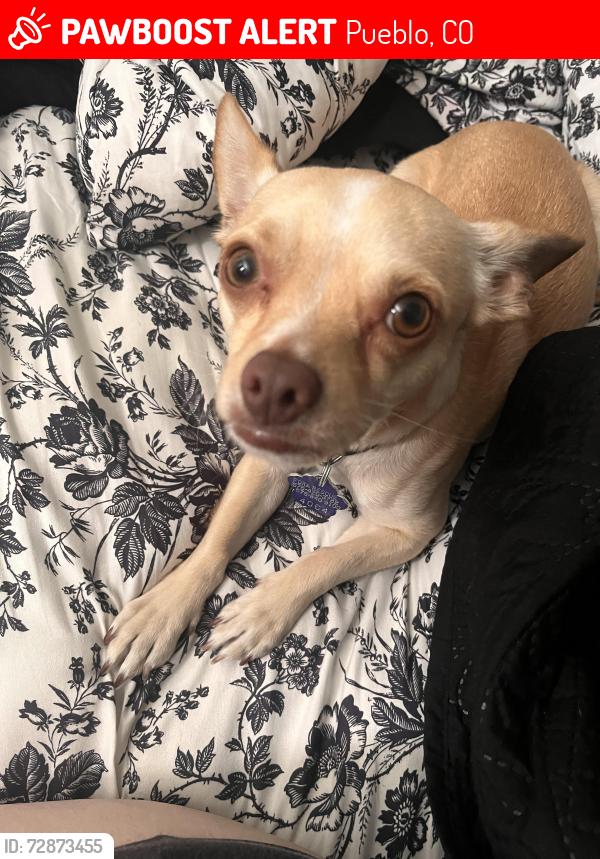Lost Male Dog last seen Belmont Ave and Sprague ave, Pueblo, CO 81004