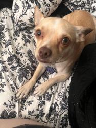 Lost Male Dog last seen Belmont Ave and Sprague ave, Pueblo, CO 81004