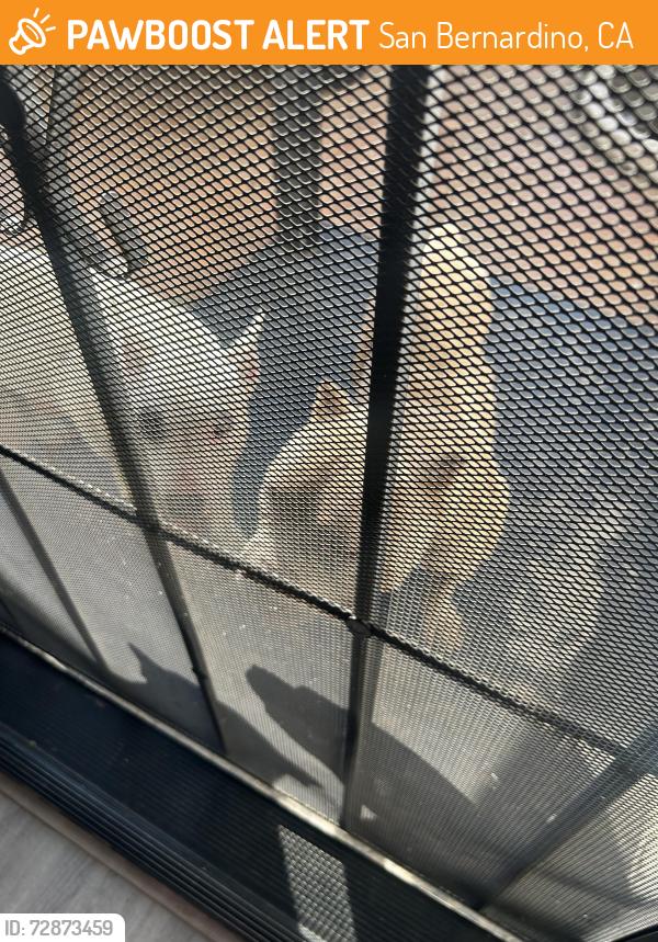 Found/Stray Unknown Dog last seen Alameda court San Bernardino near golden st , San Bernardino, CA 92404