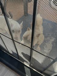 Found/Stray Unknown Dog last seen Alameda court San Bernardino near golden st , San Bernardino, CA 92404