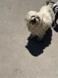 Found/Stray Male Dog last seen Hamilton ave , Paterson, NJ 07501