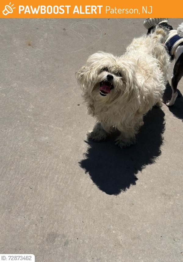 Found/Stray Male Dog last seen Hamilton ave , Paterson, NJ 07501
