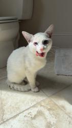 Found/Stray Male Cat last seen By the hampton Inn, Charlotte, NC 28277
