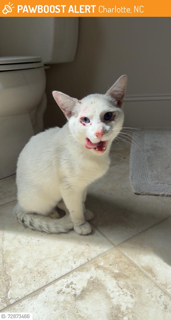 Found/Stray Male Cat last seen By the hampton Inn, Charlotte, NC 28277