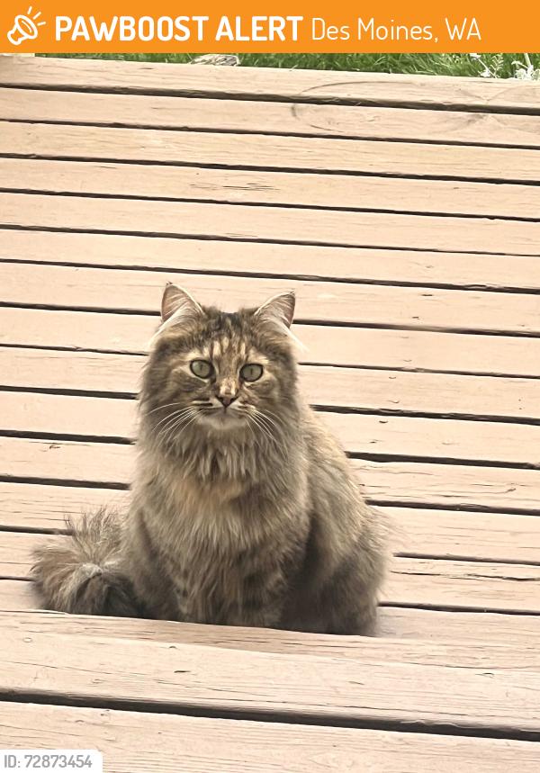 Found/Stray Female Cat last seen Soundview, Des Moines, WA 98198