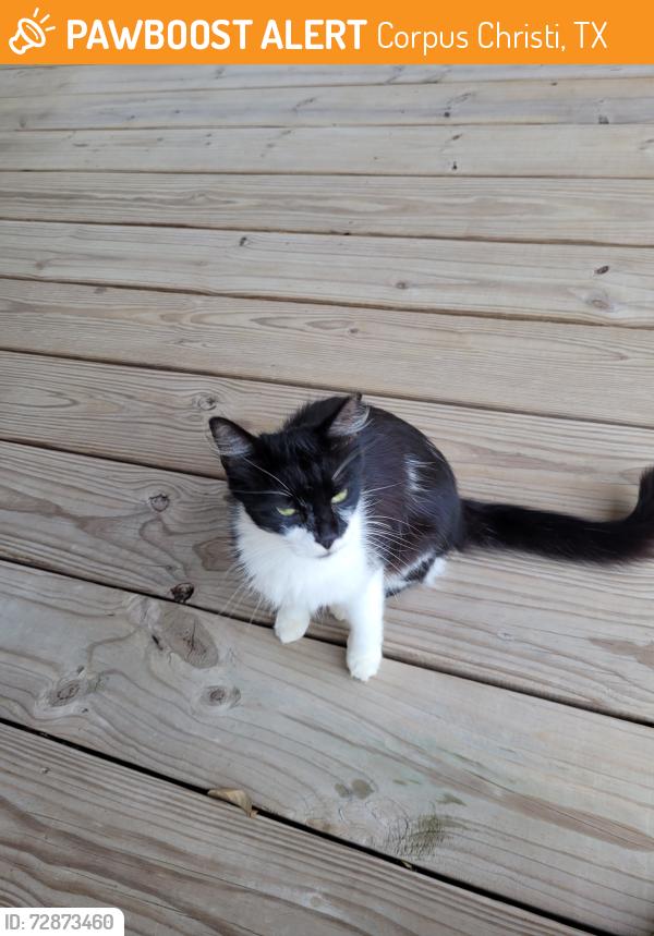 Found/Stray Unknown Cat last seen Sea pines and state route 22, Corpus Christi, TX 78418