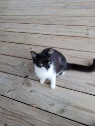 Found/Stray Unknown Cat last seen Sea pines and state route 22, Corpus Christi, TX 78418