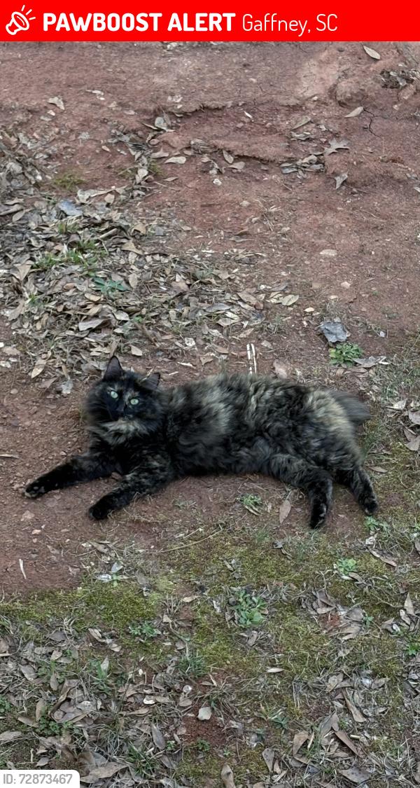 Lost Female Cat last seen Shelby Hwy , Gaffney, SC 29341