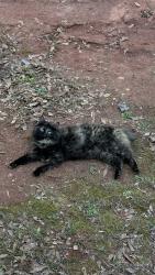 Lost Female Cat last seen Shelby Hwy , Gaffney, SC 29341