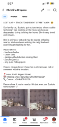 Lost Female Cat last seen Regent and Oxford Circle, Stockton, CA 95204
