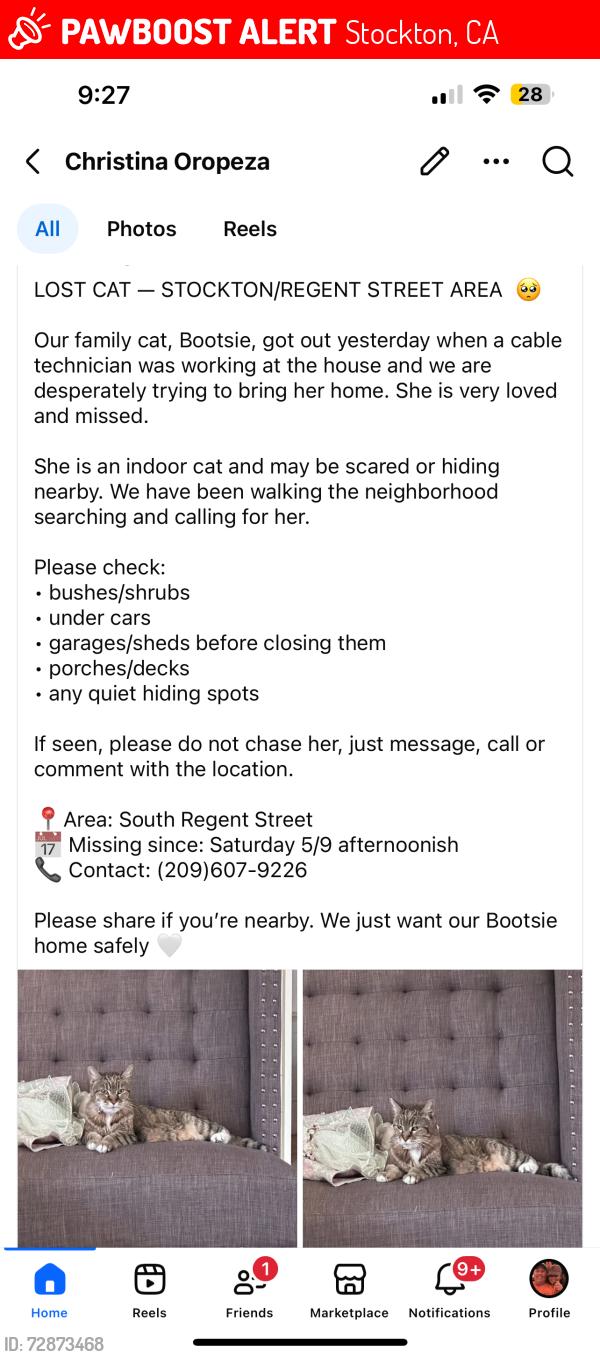 Lost Female Cat last seen Regent and Oxford Circle, Stockton, CA 95204
