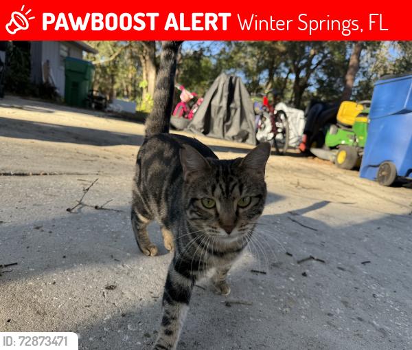 Lost Female Cat last seen Gator Lane and Ocelot Trail, Winter Springs, FL 32708