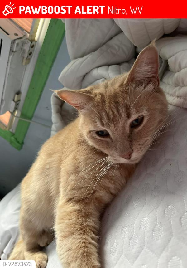 Lost Male Cat last seen Near Block of Kanawah Ave., Nitro, WV 25143