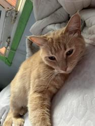Lost Male Cat last seen Near Block of Kanawah Ave., Nitro, WV 25143